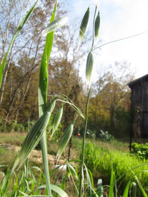 Oat flowers