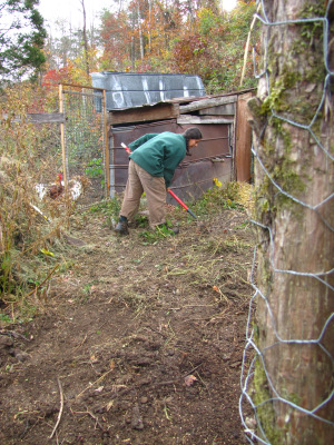 Raking in wheat seeds