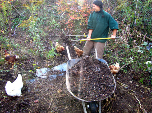 Wheelbarrow full of wood chip mulch