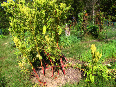 Mature amaranth plants