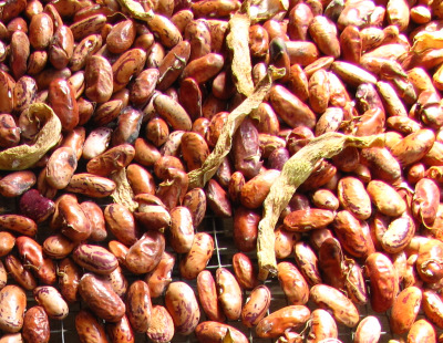 Dried beans