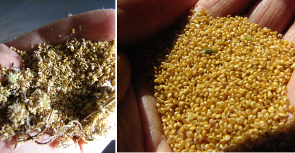 Amaranth seeds with and without chaff