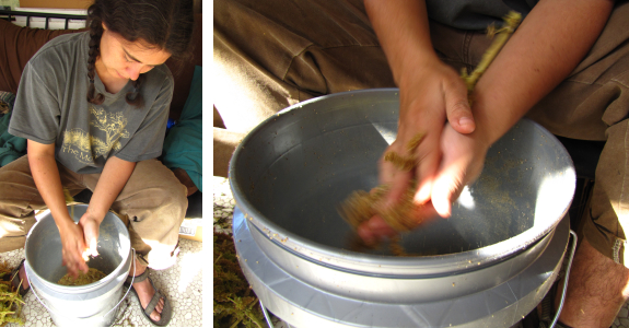 Hand threshing amaranth