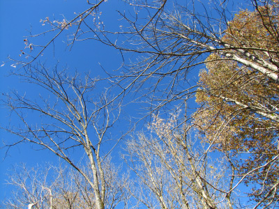 Trees bare of leaves