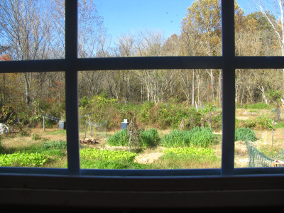 Garden through a window