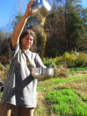 Winnowing amaranth