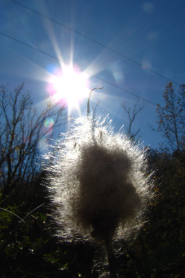 Cattail fluff