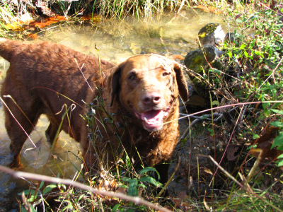 Lucy in the creek