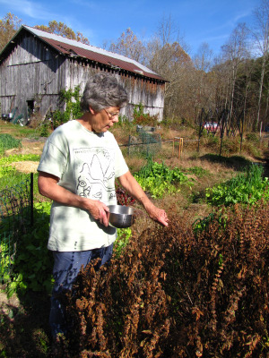 Picking basil seeds