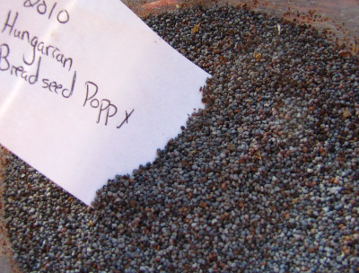 Hungarian breadseed poppy seeds