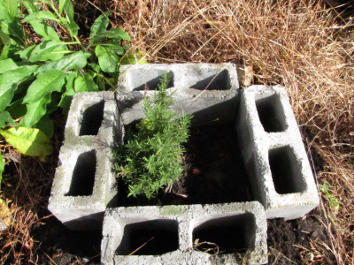 Winter protection for rosemary