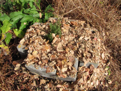 Using leaves to protect rosemary