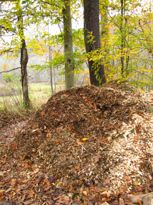 Pile of wood chips