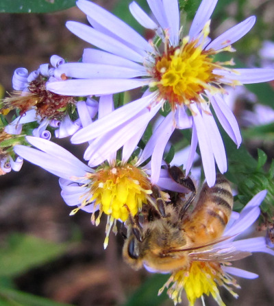 Honeybee on an aster flower