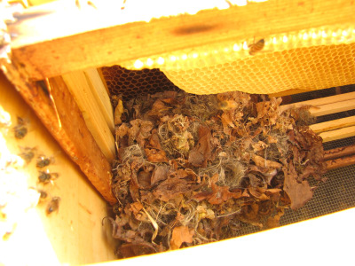 Mouse nest in a bee hive