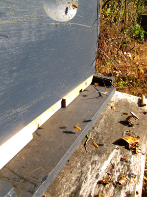 Mouse guard on a bee hive