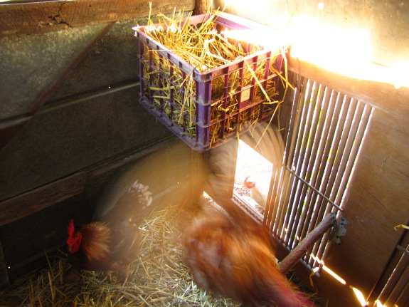 empty nest syndrome in a chicken coop at sunset in the fall of 2010