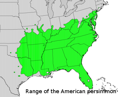 Range map of the American persimmon