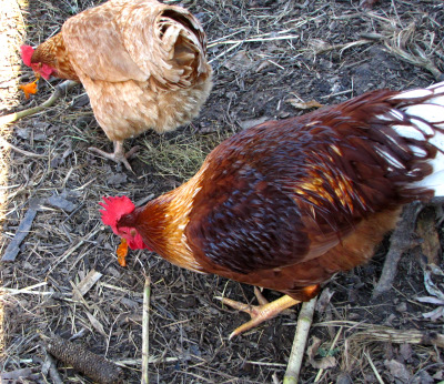 Chickens eating persimmons