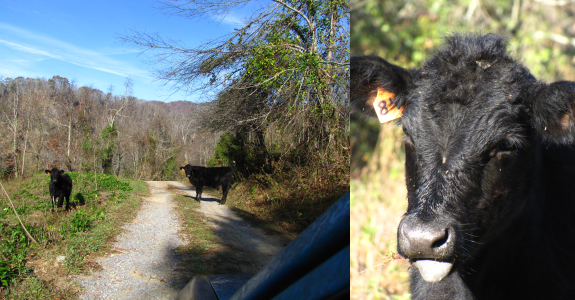 Cow in the road sticking out its tongue