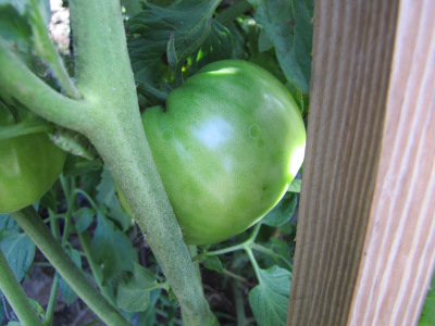 Green tomato