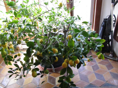 Dwarf meyer lemon