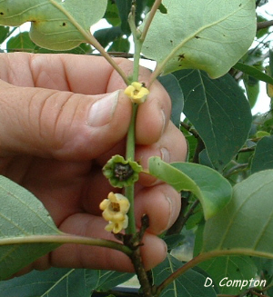 Persimmon flowers