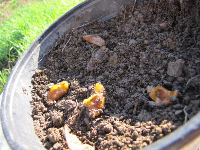 Starting persimmon seeds in a pot