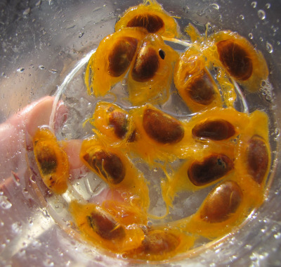 Pulp around persimmon seeds