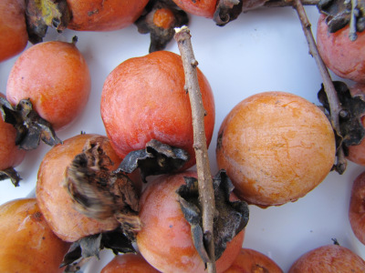 American persimmon seeds pre-stratified 5 seeds 