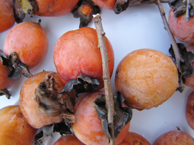 American persimmon fruits