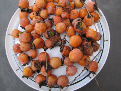 Plate of persimmons