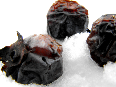 Persimmons in the snow