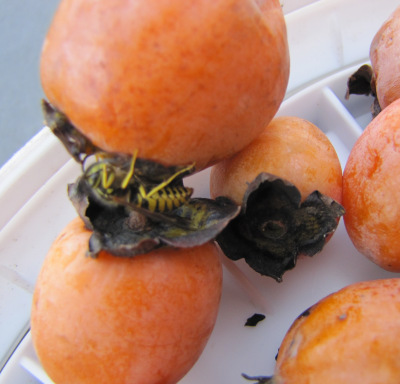 Yellow jacket on a persimmon