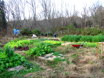 Late fall cover crops