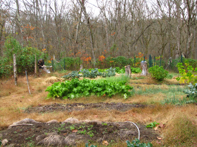 Fall garden