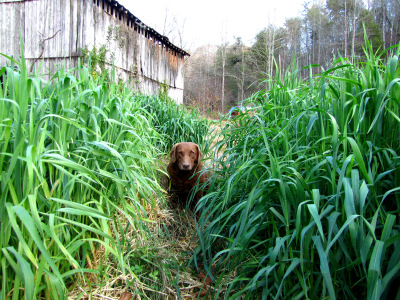 Oat cover crop