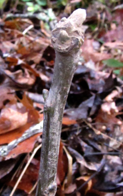 Carpathian walnut bud