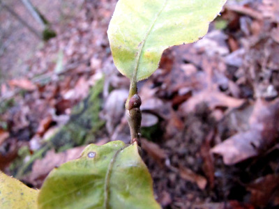 Chinese chestnut bud