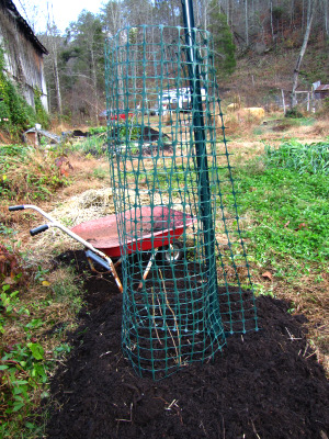 Build a loop of netting to hold in leaves and protect your fig