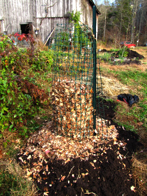 A fig protected for the winter