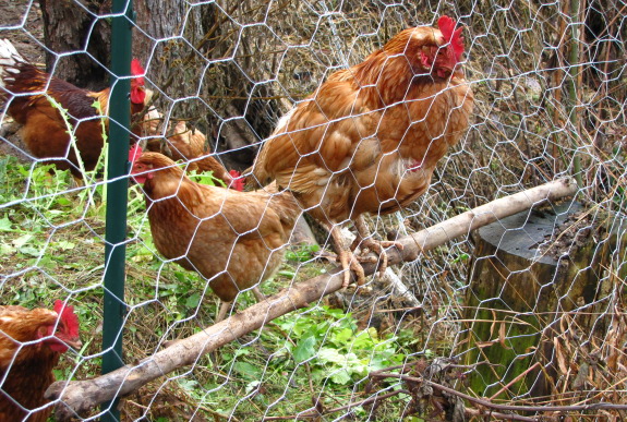 daytime chicken roosting