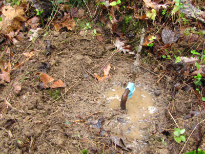 Saucer of dirt to hold rainwater around a new tree