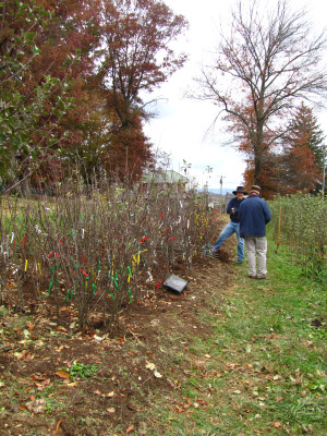 Apple nursery