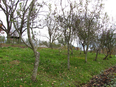 Apple trees for scionwood