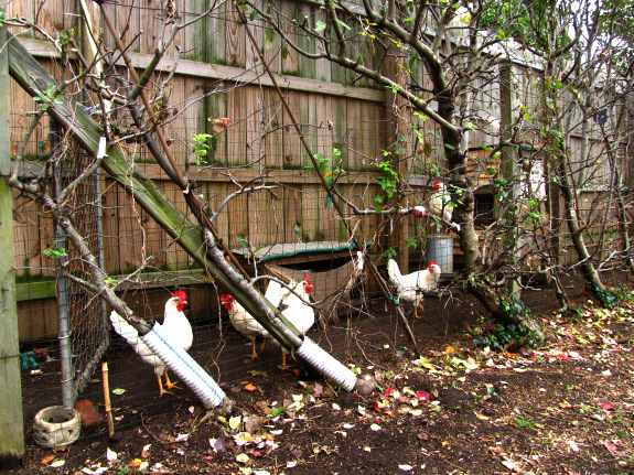 Espaliered apple trees with chickens running beneath