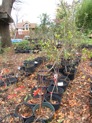 Potted edible perennials