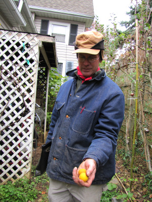 Tim Hensley holding trifoliate orange fruits