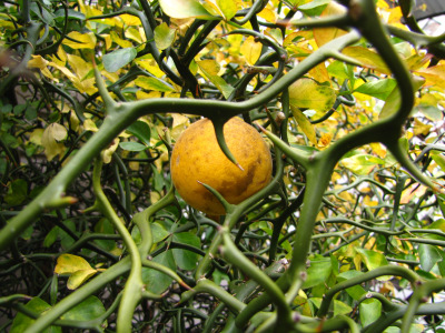 Trifoliate orange fruits