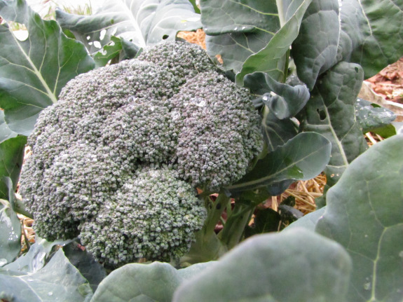 Head of broccoli